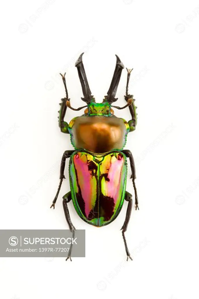 Stag Beetle, Beetle, Insect, Coleoptera, Phalacrognatus muelleri ,