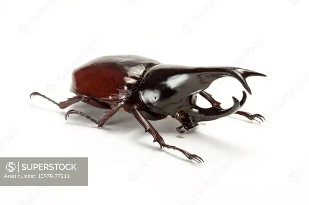 Dynastidae, Beetle, Insect, Coleoptera, Xylotrupes gideon sumatrensis,