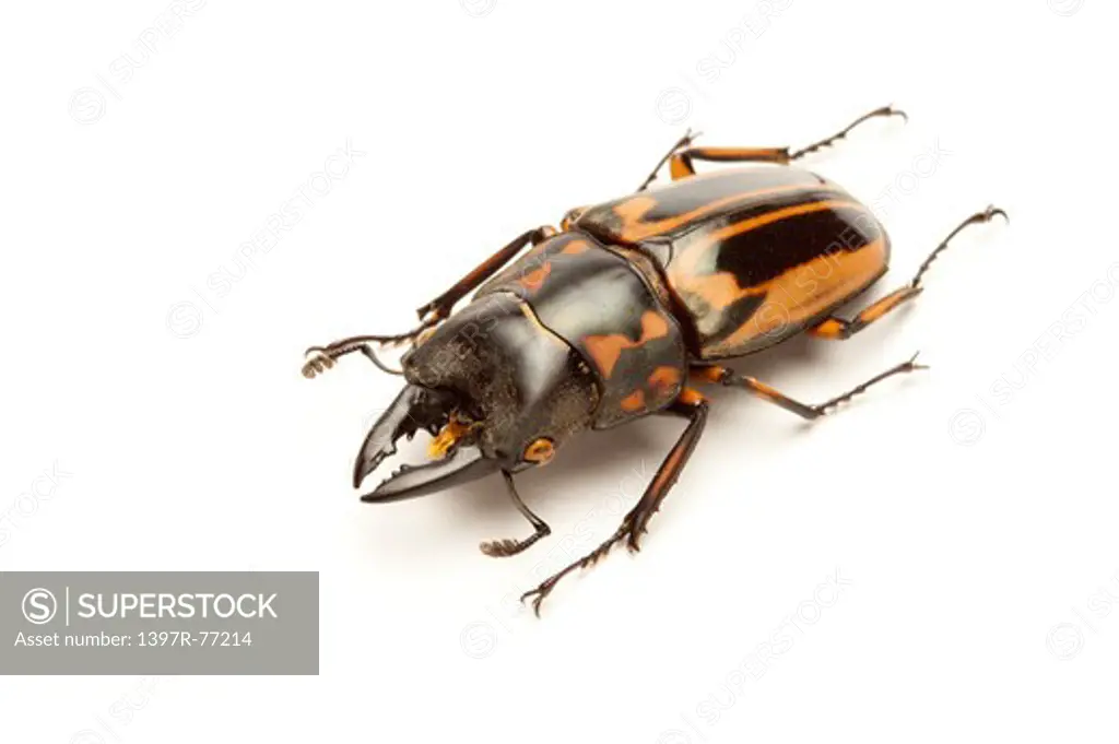 Stag Beetle, Beetle, Insect, Coleoptera, Prosopocoilus zebra,