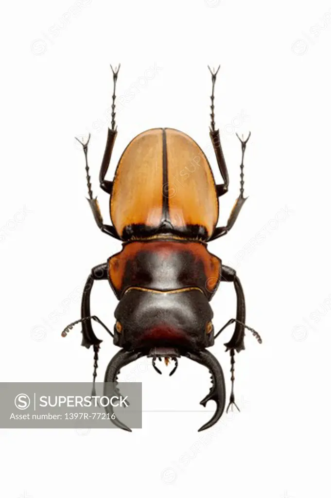 Stag Beetle, Beetle, Insect, Coleoptera, Odontolabis sommeri sommeri,