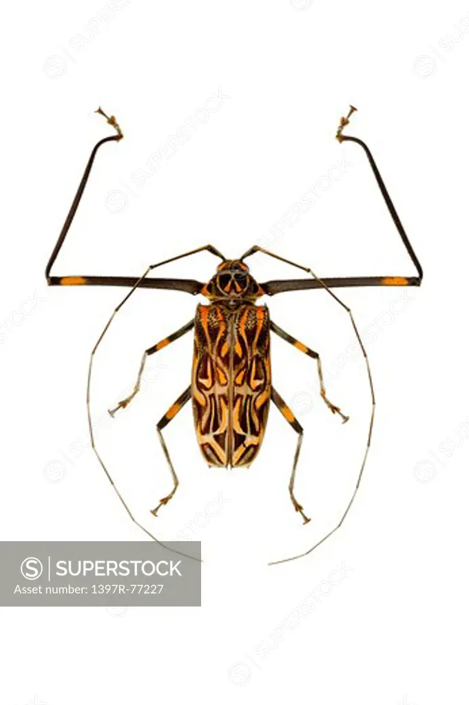 Longhorn Beetle, Beetle, Insect, Coleoptera, Acrocinus longimanus,