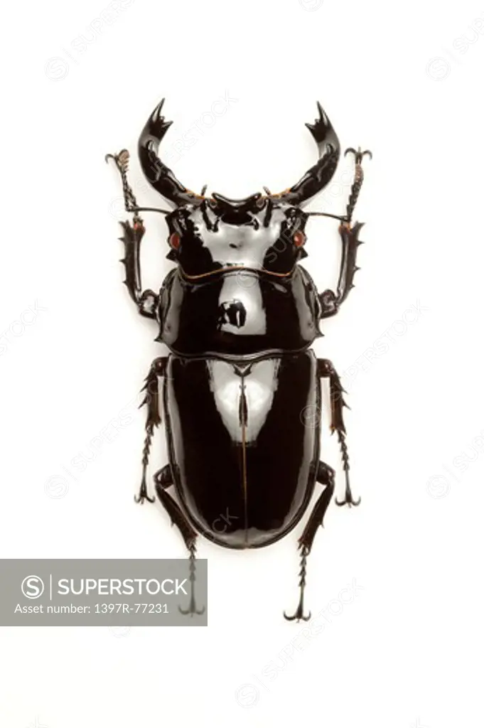 Stag Beetle, Beetle, Insect, Coleoptera, Mesotopus tarandus,