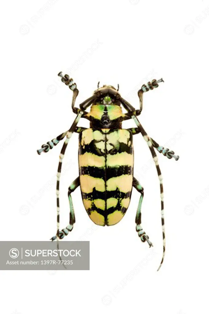 Longhorn Beetle, Beetle, Insect, Coleoptera, Anoplophora horsfieldi,