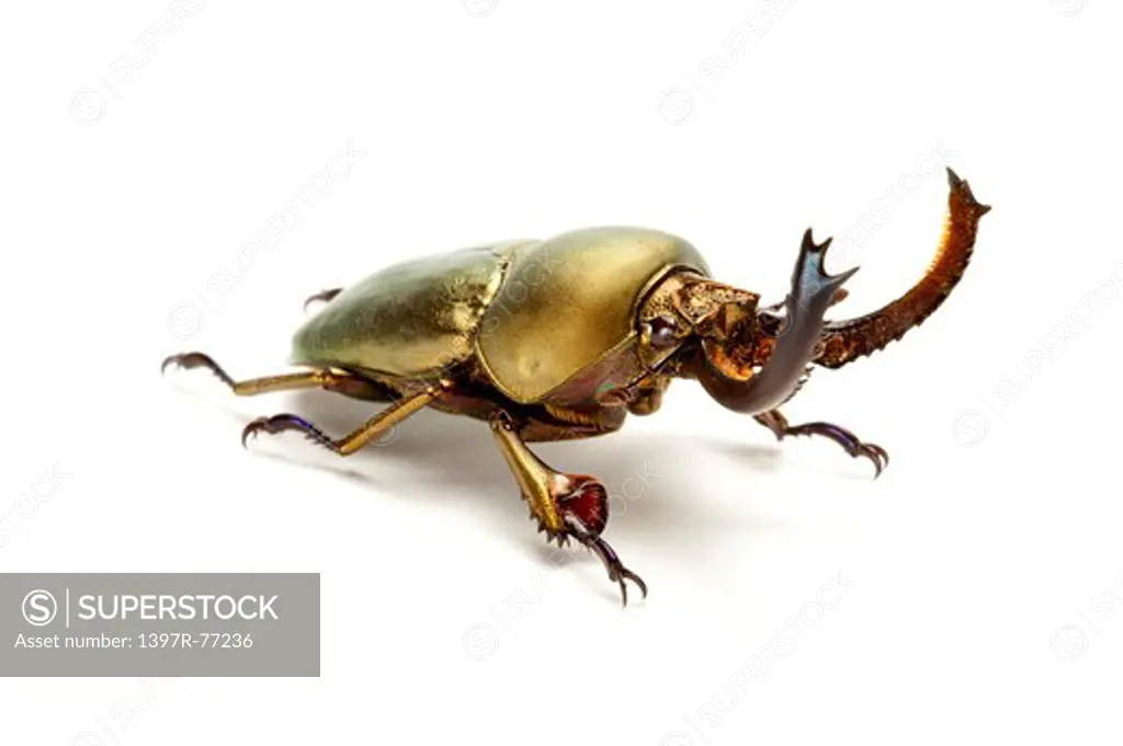 Stag Beetle, Beetle, Insect, Coleoptera, Lamprima adolphinae ,