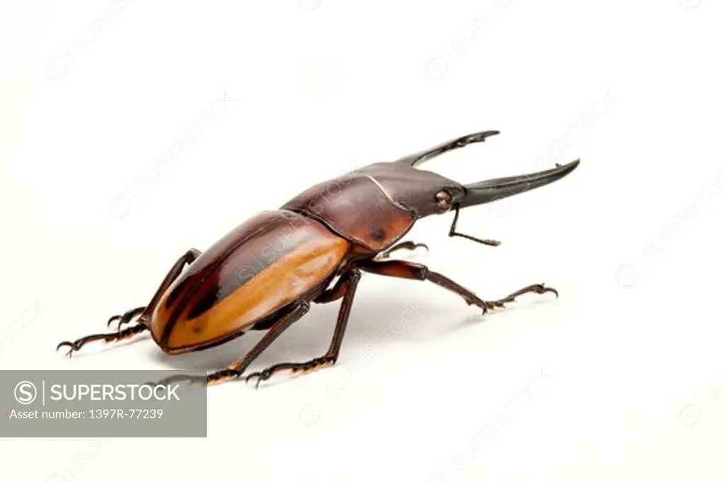 Stag Beetle, Beetle, Insect, Coleoptera, Prosopocoilus lateralis lorquinii,