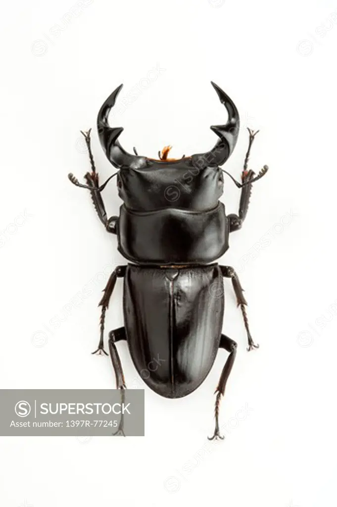 Stag Beetle, Beetle, Insect, Coleoptera, Dorcus antaeus,
