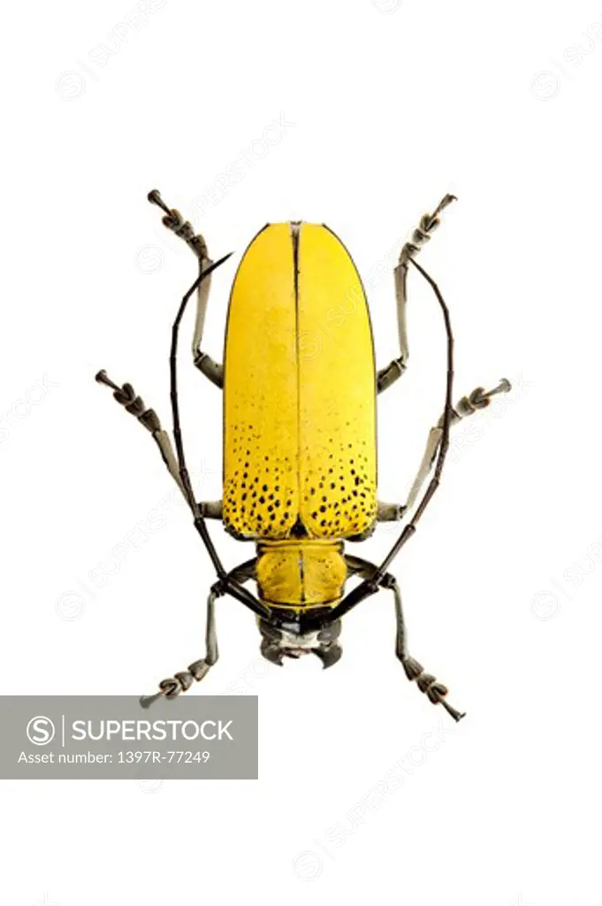 Longhorn Beetle, Beetle, Insect, Coleoptera, Celosterna pollinosa sulphurea,