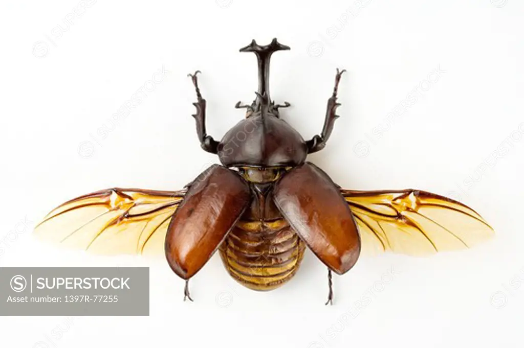 Dynastidae, Beetle, Insect, Coleoptera, Allomyrina dithotomus,
