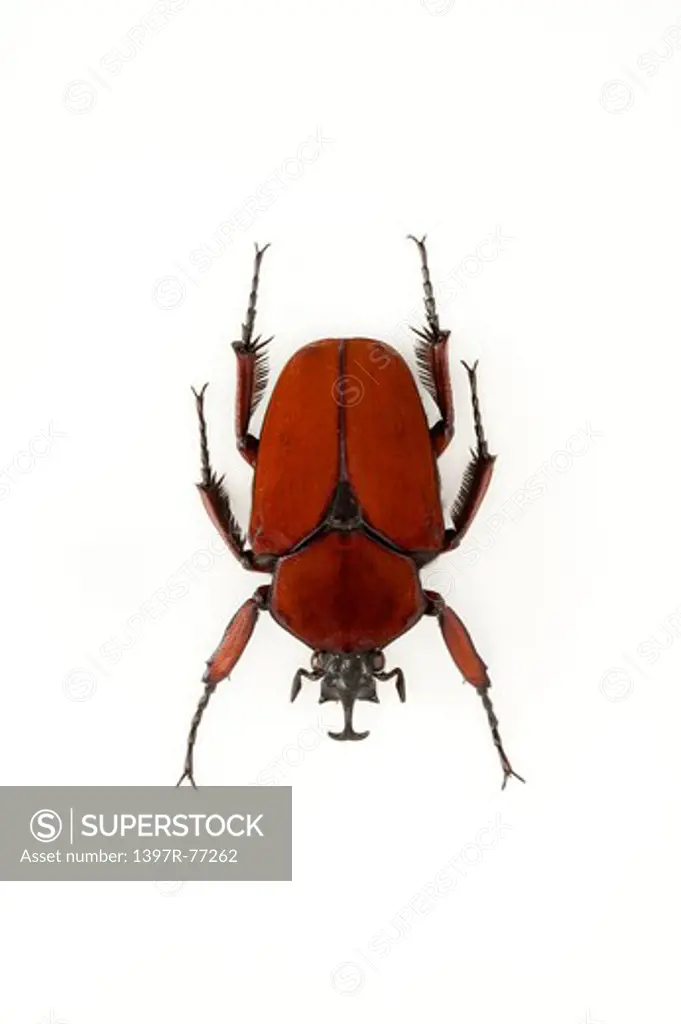 Scarab Beetle, Beetle, Insect, Coleoptera, Cetoniidae,