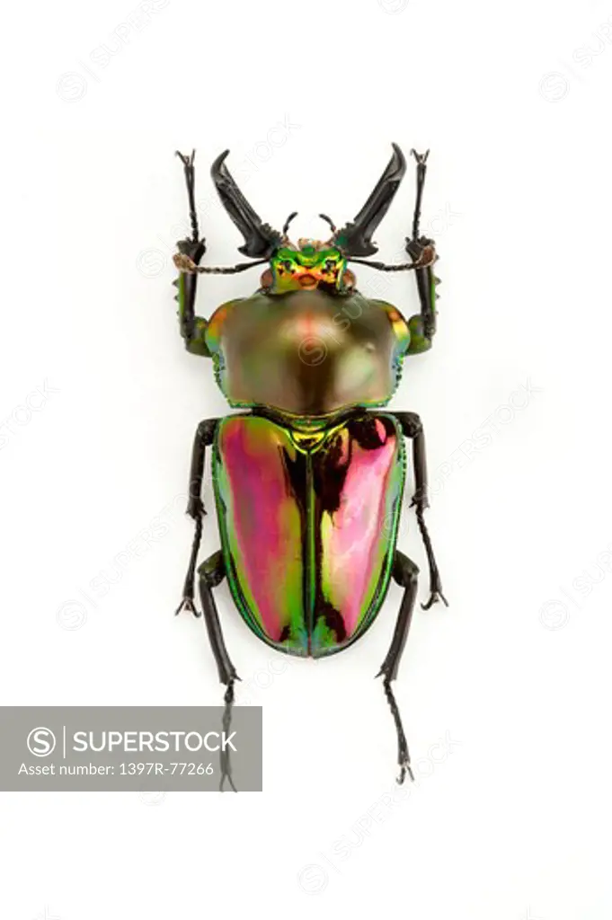 Stag Beetle, Beetle, Insect, Coleoptera, Phalacrognatus muelleri ,