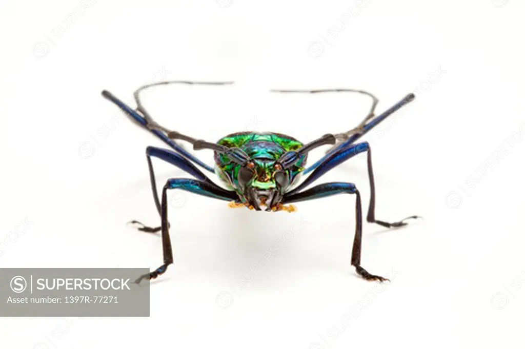 Longhorn Beetle, Beetle, Insect, Coleoptera, Cerambycidae sp,