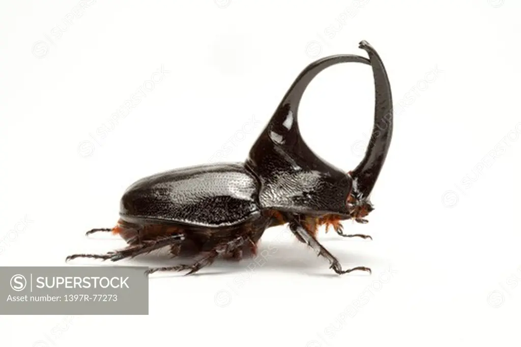 Dynastidae, Beetle, Insect, Coleoptera, Enema pan,