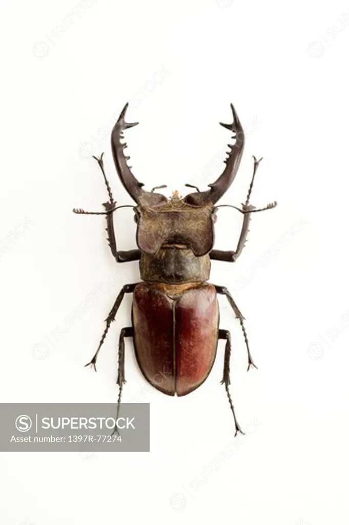 Stag Beetle, Beetle, Insect, Coleoptera, Lucanus taiwanus Miwa,