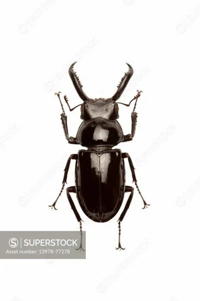 Stag Beetle, Beetle, Insect, Coleoptera, Pseudorhaetus concolor BeneshJH8,
