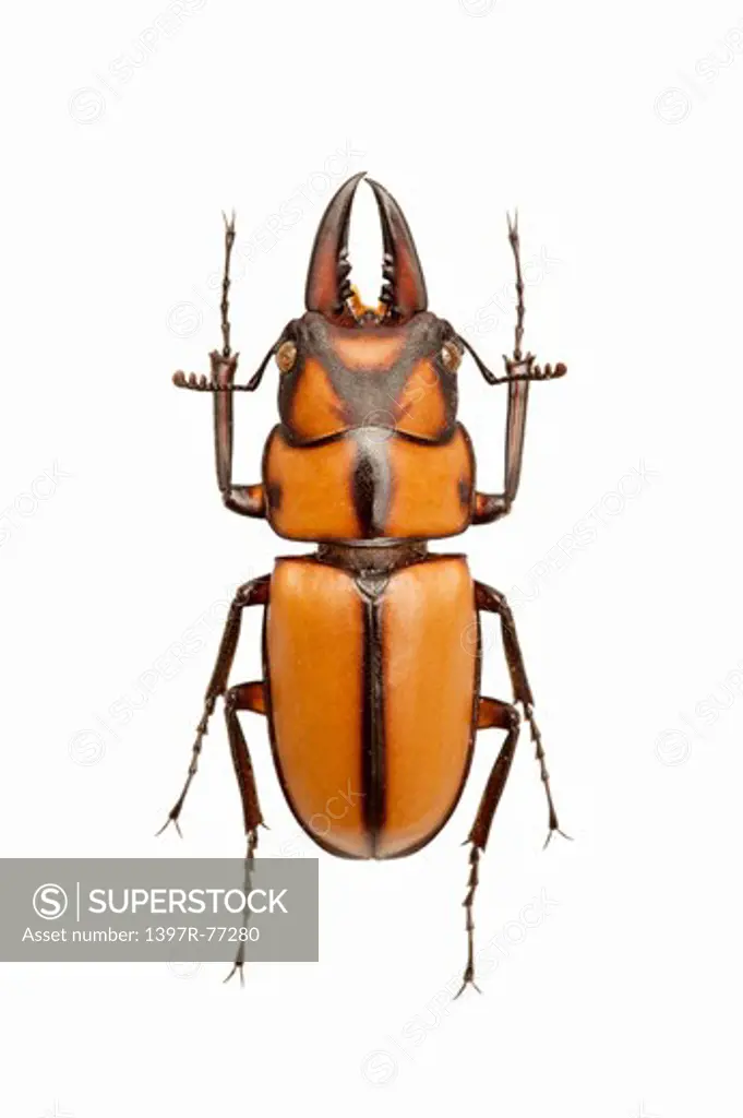 Stag Beetle, Beetle, Insect, Coleoptera, prosopocoilus suturalis,