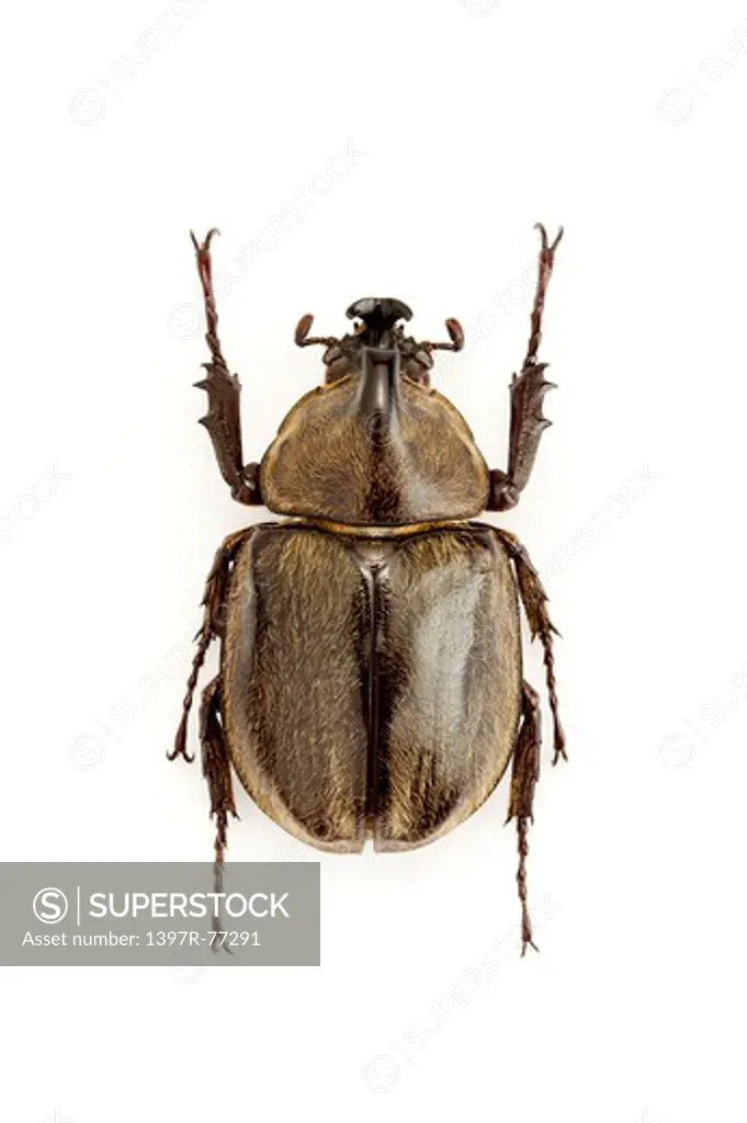 Dynastidae, Beetle, Insect, Coleoptera,