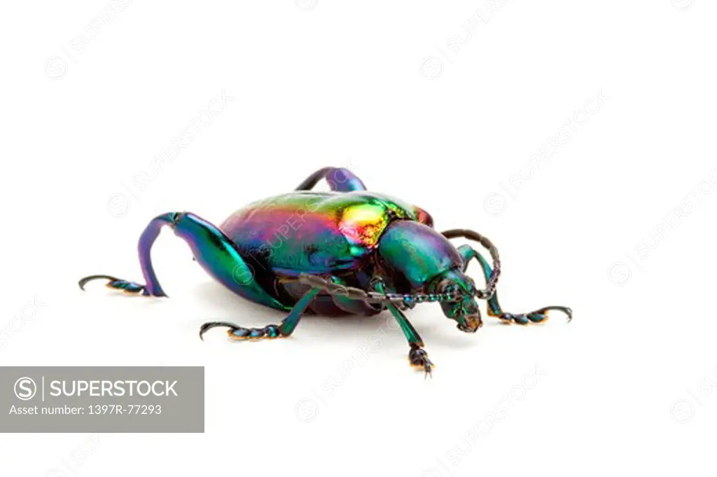 Scarab Beetle, Beetle, Insect, Coleoptera, Chrysomelidae,