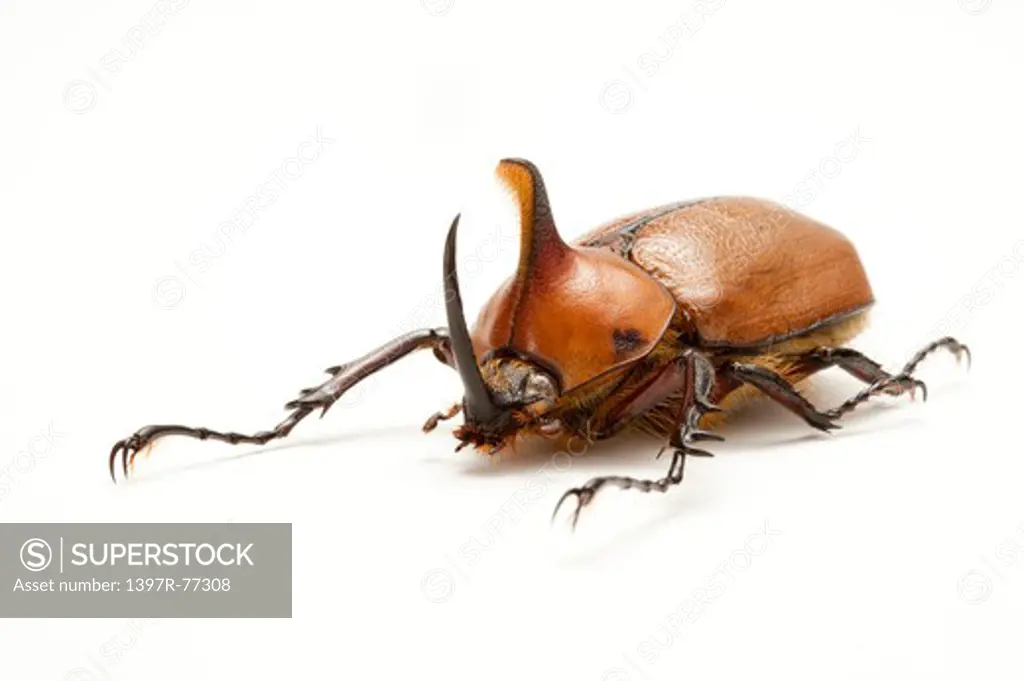 Dynastidae, Beetle, Insect, Coleoptera, Golofa eacus,