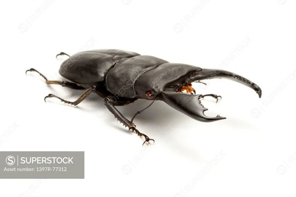 Stag Beetle, Beetle, Insect, Coleoptera, Dorcus titanus titanus ,