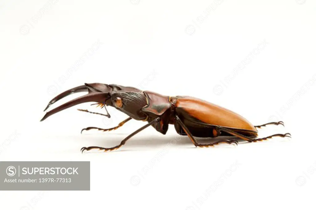 Stag Beetle, Beetle, Insect, Coleoptera, Cyclommatus scutellaris Mollenkamo,