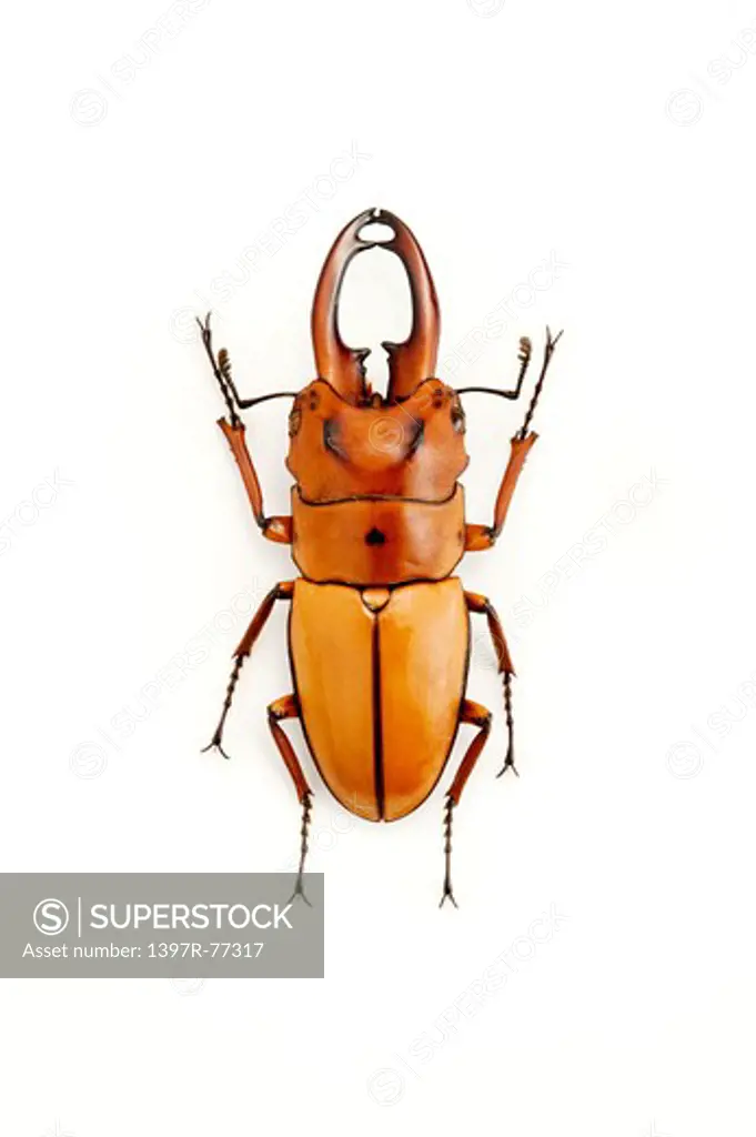 Stag Beetle, Beetle, Insect, Coleoptera, prosopocoilus occipitalis,