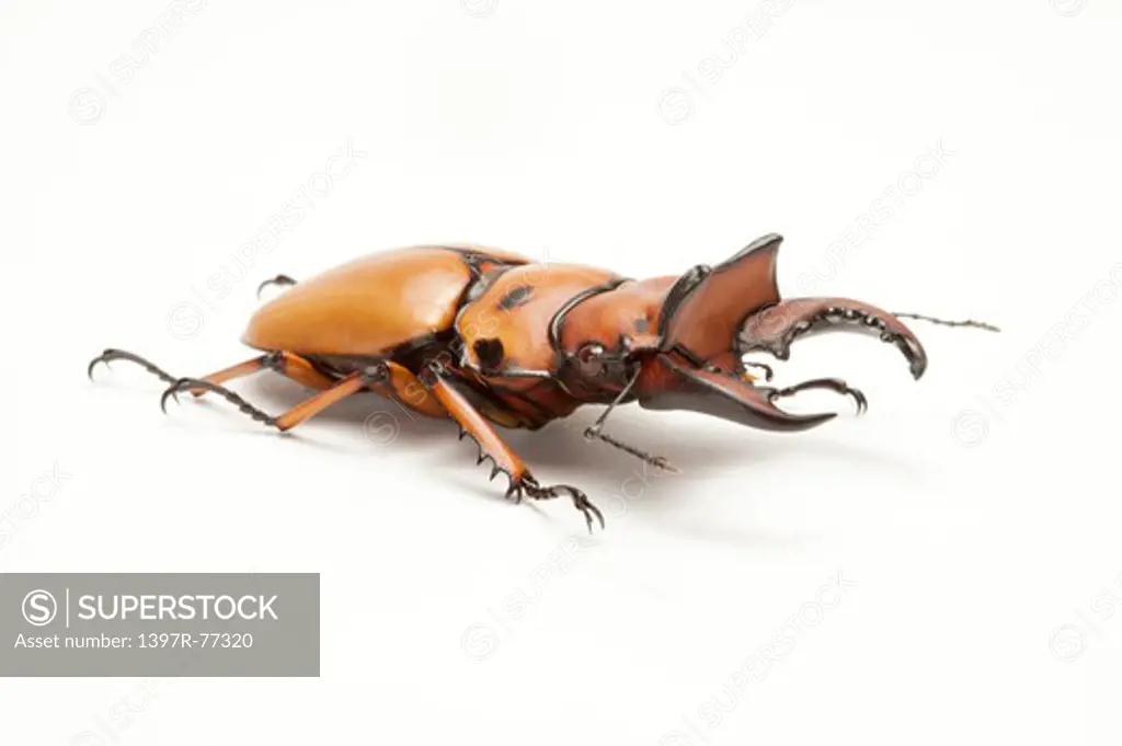 Stag Beetle, Beetle, Insect, Coleoptera, Homoderus  melleyi,
