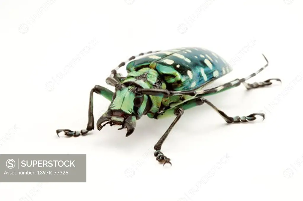 Longhorn Beetle, Beetle, Insect, Coleoptera, Calloplophora solii ,