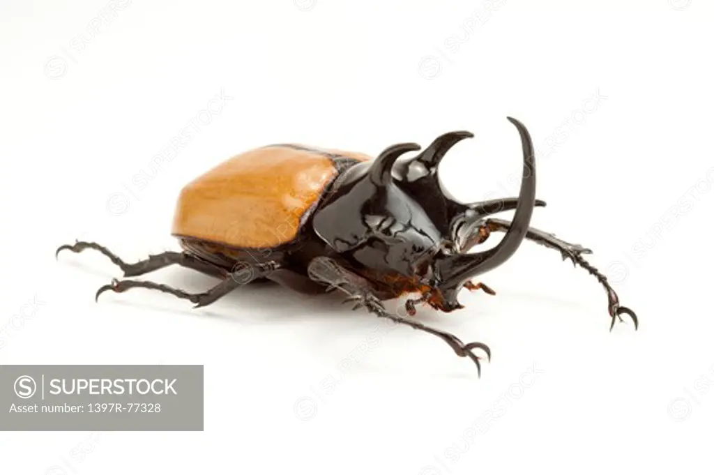 Dynastidae, Beetle, Insect, Coleoptera, Eupatorus gracilicornis,
