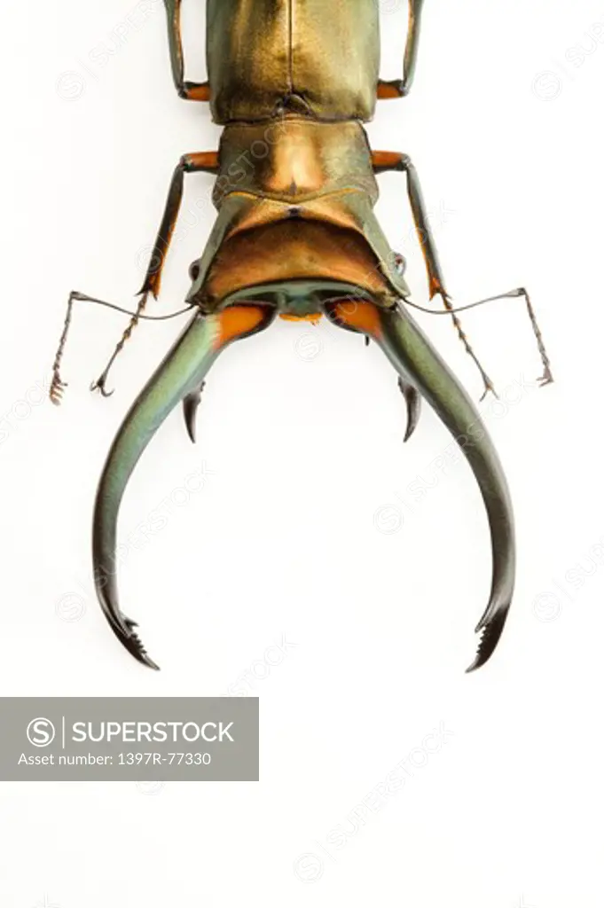 Stag Beetle, Beetle, Insect, Coleoptera, Cyclommatus elaphus,