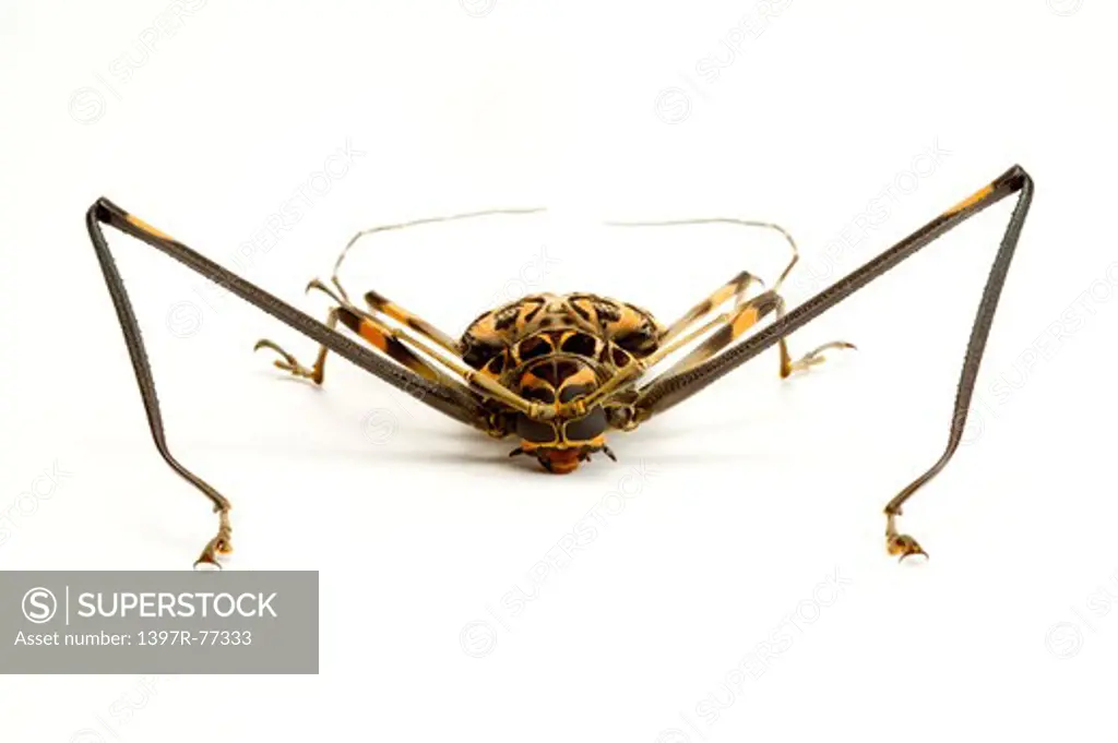 Longhorn Beetle, Beetle, Insect, Coleoptera, Acrocinus longimanus,