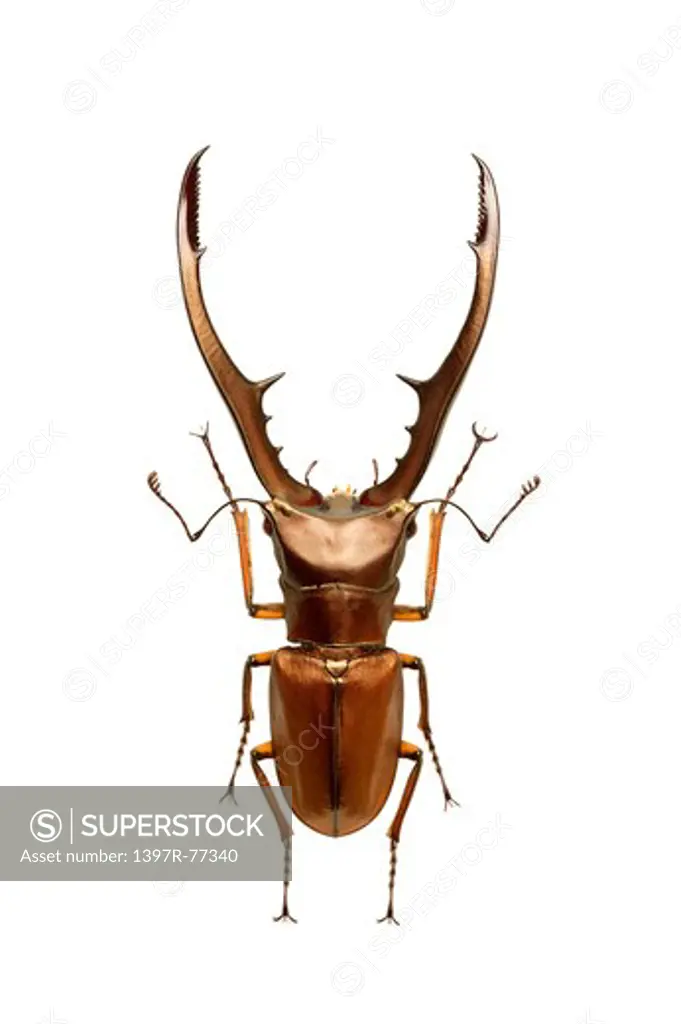 Stag Beetle, Beetle, Insect, Coleoptera, Cyclommatus metalifer metalifer,