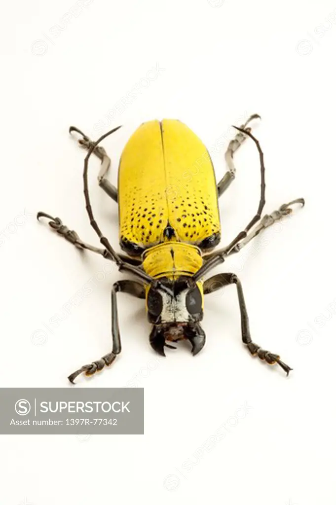 Longhorn Beetle, Beetle, Insect, Coleoptera, Celosterna pollinosa sulphurea,