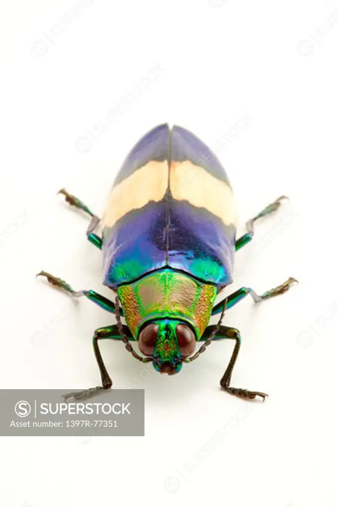 Jewel Beetle, Beetle, Insect, Coleoptera, Chrysochroa maruyamai,