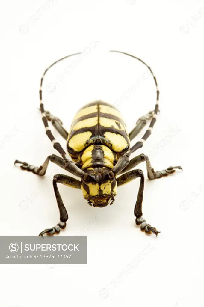 Longhorn Beetle, Beetle, Insect, Coleoptera, Anoplophora horsfieldi,