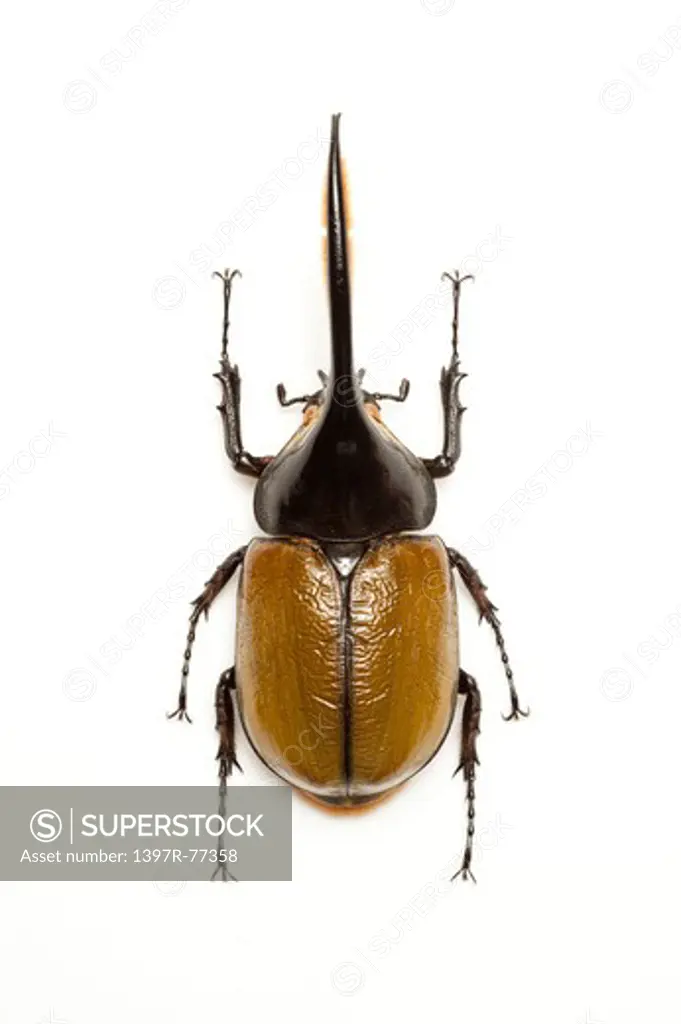 Dynastidae, Beetle, Insect, Coleoptera, Dynastes hercules hercules,