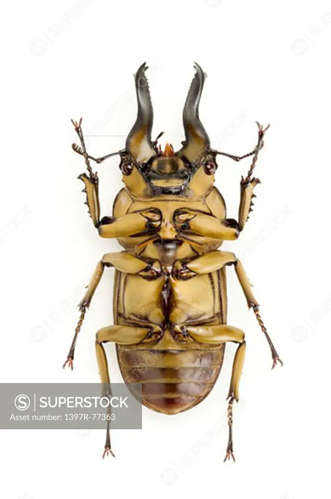 Stag Beetle, Beetle, Insect, Coleoptera, Allotopus rozenbergi,