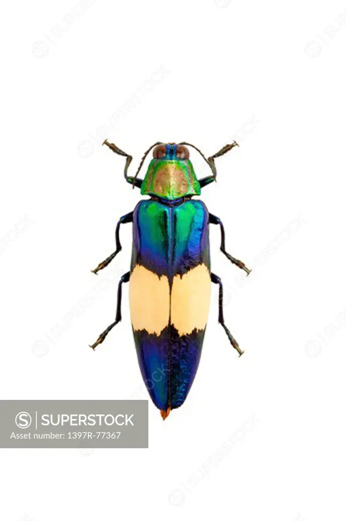 Jewel Beetle, Beetle, Insect, Coleoptera, Chrysochroa maruyamai,
