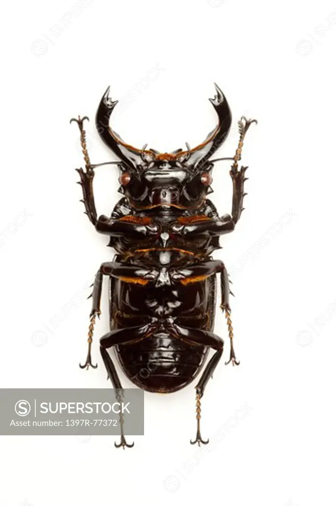 Stag Beetle, Beetle, Insect, Coleoptera, Mesotopus tarandus,