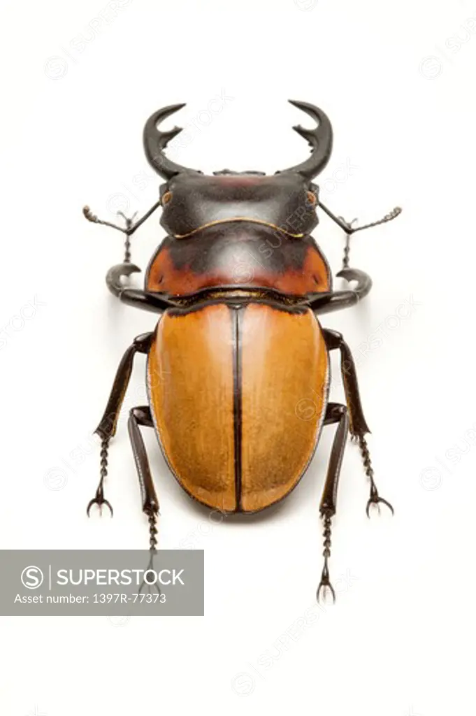 Stag Beetle, Beetle, Insect, Coleoptera, Odontolabis sommeri sommeri,