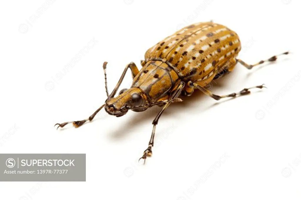 Curculionidae, Beetle, Insect, Coleoptera,