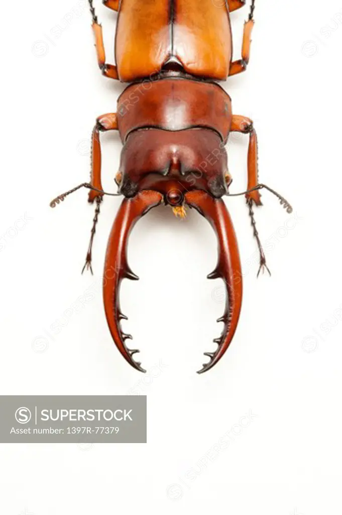 Stag Beetle, Beetle, Insect, Coleoptera, Prosopocoilus astacoides blanchardi ,