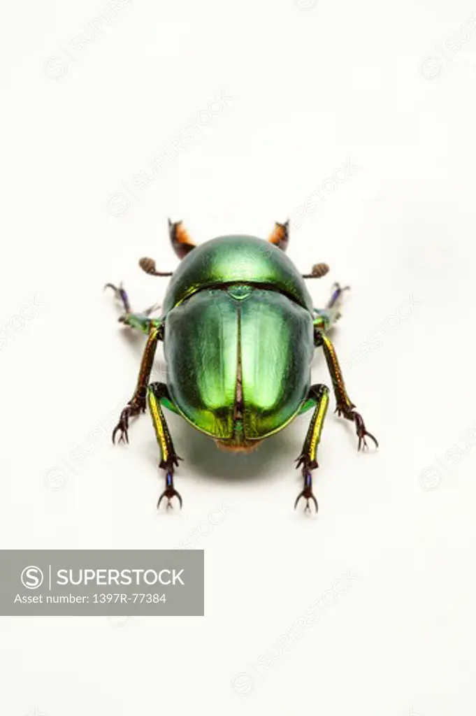 Stag Beetle, Beetle, Insect, Coleoptera, Lamprima aurata,