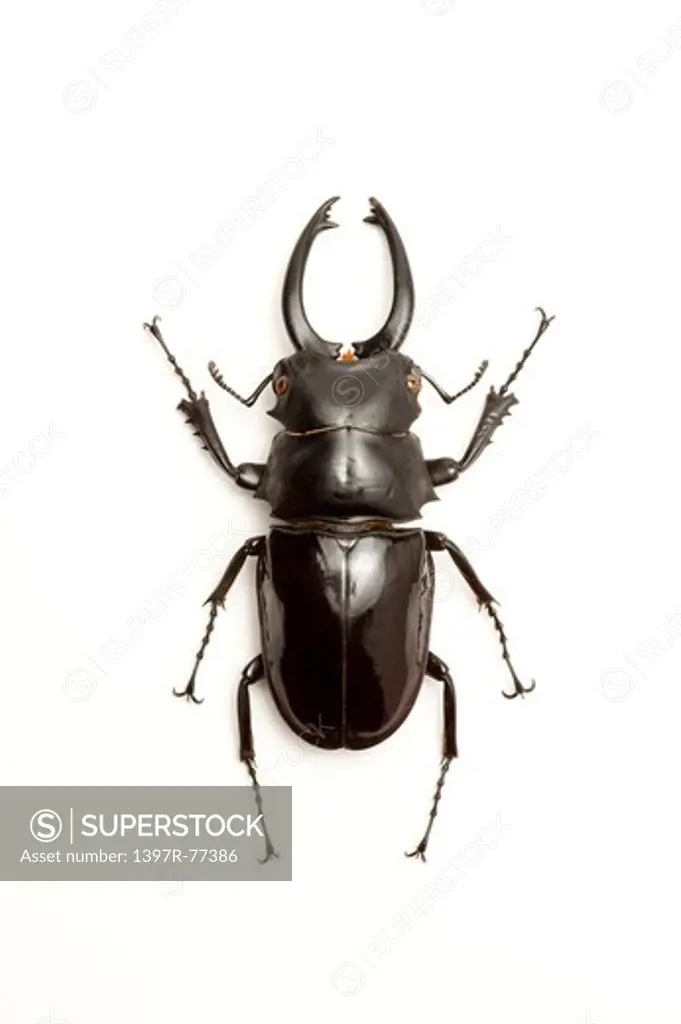 Stag Beetle, Beetle, Insect, Coleoptera, Odontolabis sira ,