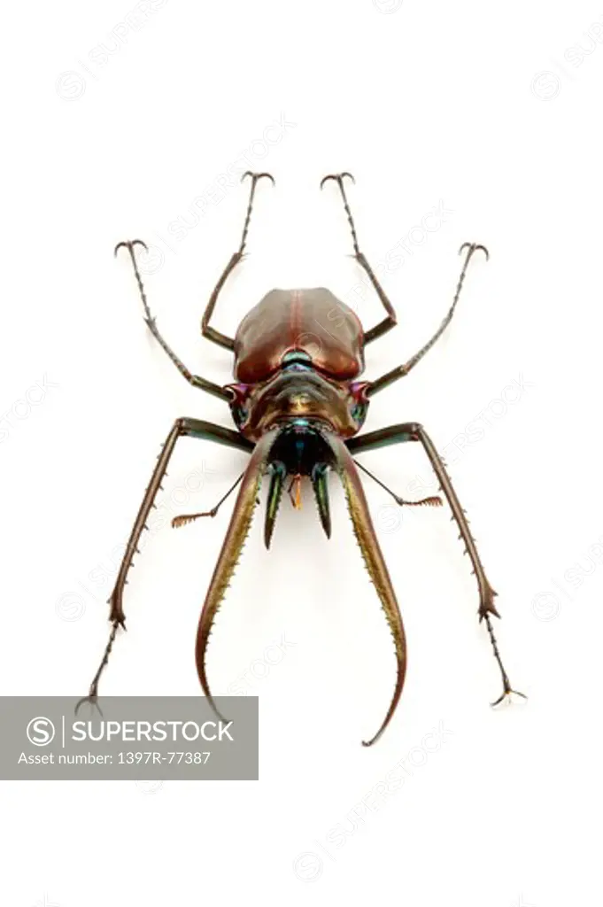 Stag Beetle, Beetle, Insect, Coleoptera, Chiasognathus granti ,