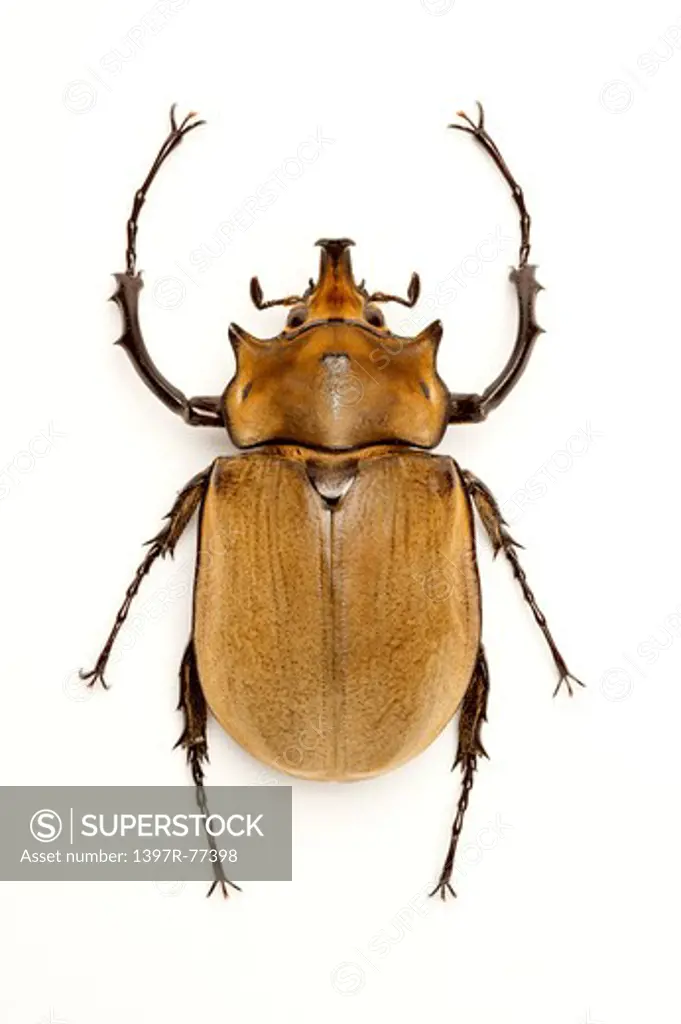 Dynastidae, Beetle, Insect, Coleoptera, Megasoma elephas elephas,