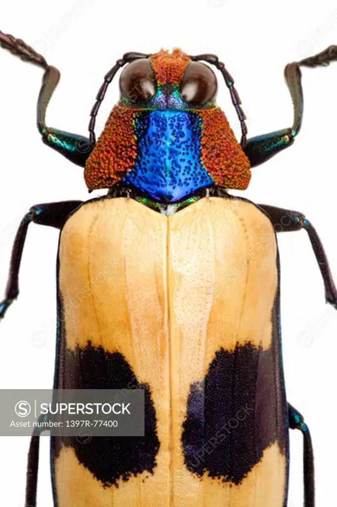 Jewel Beetle, Beetle, Insect, Coleoptera, Chrysochroa buquetii buquetii,