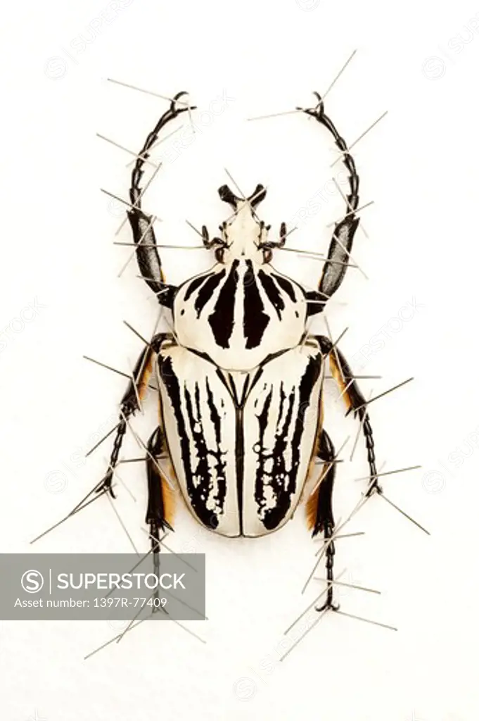 Scarab Beetle, Beetle, Insect, Coleoptera, Cetoniidae,