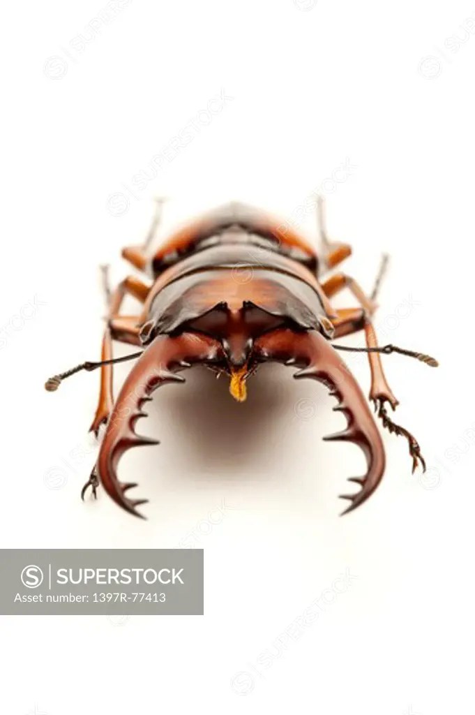 Stag Beetle, Beetle, Insect, Coleoptera, prosopocoilus savagei,