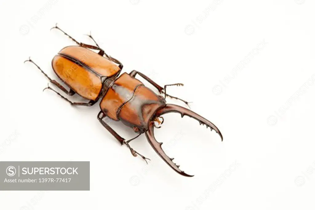 Stag Beetle, Beetle, Insect, Coleoptera, prosopocoilus suturalis,
