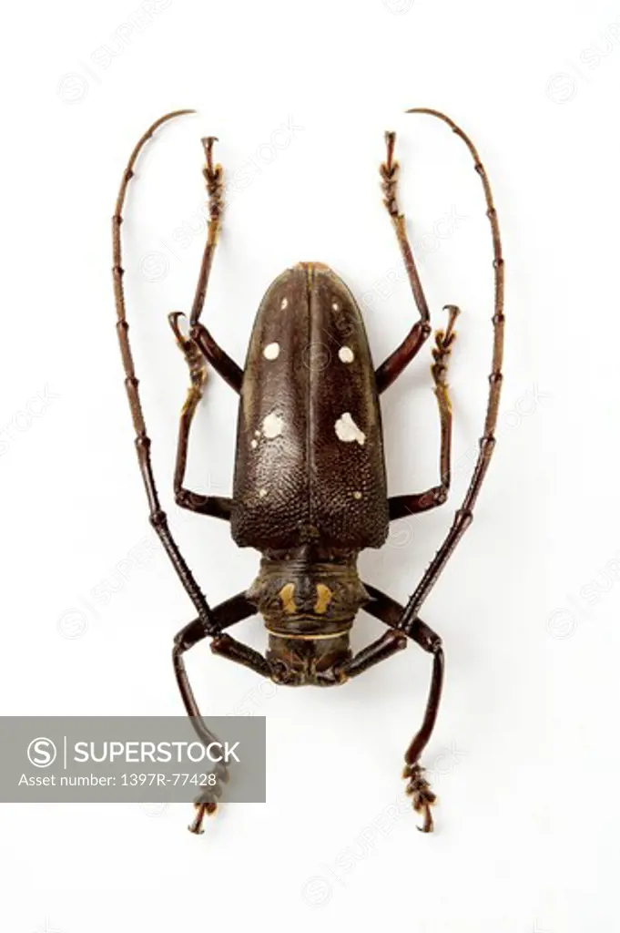 Longhorn Beetle, Beetle, Insect, Coleoptera,